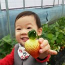 행복한 딸기농장 이미지