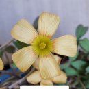 버터컵 Daum카페