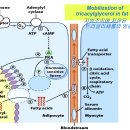 Re:지방의 흡수와 이용 그리고 mitochondrial fatty acid beta-oxidation 이미지