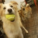 이리오시개 이미지