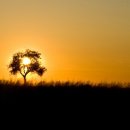 나무한그루 이미지