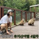 비니파크 | [시즈오카여행🗻]뚜비니의 후지산 동서남북 렌트 여행 5일차🚗 : 후지사파리파크, 하마스시, 고텐바...