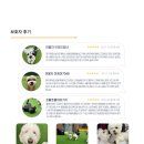 놀러오개 애견유치원 애견호텔 강남점 | 놀러오개 강남점 : 강아지 유치원 호텔 추천, 노견, 병견 케어, 애견 등 하원