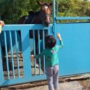 시흥승마힐링체험장 이미지