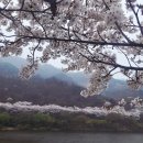 하동 벚꽃 명소 추천｜산과 강이 어우러진 벚꽃길 후기