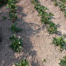 기쁨이네농장 이미지