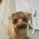 초코퍼피 애견미용실 이미지