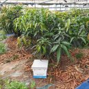 그린파파야 이미지