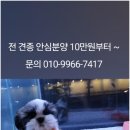 아이러브독 강아지분양 부천점 이미지