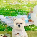 그루멍(groomung) 이미지