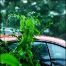 잎새쌈밥 이미지