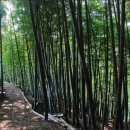 맹종죽테마파크1 이미지