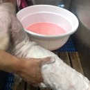 청춘애견 계룡점 이미지