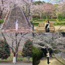 호교2교~마산교차로 | 창원 벚꽃 명소 : 마산가포, 교육단지, 진해군항제, 창원천