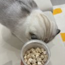 펫스탭스(Petsteps)