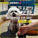 (주)다온패밀리 | 보령 머드축제 - 강아지와 애견동반 가능한 멍드존 입장료, 위치 정보 방문 후기