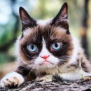 무지개다리 이미지