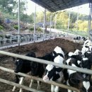 우리목장 이미지