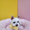 멍멍이컷 이미지