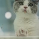 도로시펫고양이