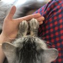 멍개 그루밍 이미지