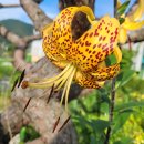 노랑제주 이미지