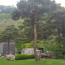 소나무 숲 리조트 이미지