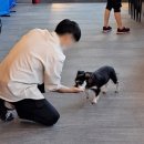 (주)한국반려동물아카데미 이미지