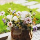 블루메플레르