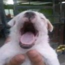 (주)겜채널 | 포케만 먹다가 패스트푸드 먹으니까 살 것 같았다 사람은 가끔 새로운 자극을 줘야 성장하는 법이다 하...