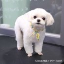 사쿠란보애견샵 부산대점 이미지