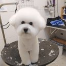 오늘도이쁘개 이미지