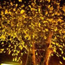 The Old Oak 이미지