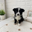 펫블리강아지&미라클고양이 | 화곡동강아지무료분양 보더콜리