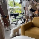 인플럭스 | 인플럭스 남양주 애견 동반 카페 새벽에는 불멍을