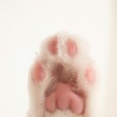 메리트원 동물의료센터 이미지