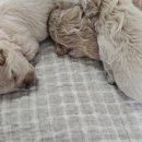 탬스켄넬 이미지