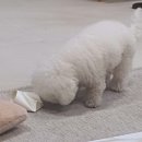 러브썸퍼피 이미지