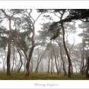 한국의 線 - 소나무 이미지