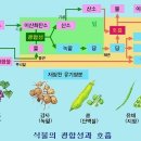 대한광합성