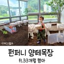 펀퍼니 양떼목장(가드닝) 후기 @펀퍼니광교원천점