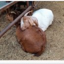 야곱축산 이미지