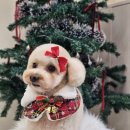 포댕포댕 이미지