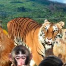 옥계쌍둥이동물농장 이미지