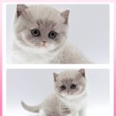 고양이 분양 제나캣 울산점 이미지