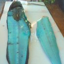 푸른물고기 이미지