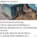 [네이트판] 5성급호텔을 맷돼지로부터 보호하기 위해 키우는 강아지 이미지