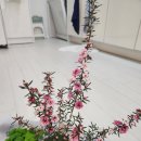 4호선 반여농산물시장역 | 봄을 앞당기는 부산 화훼단지 탐방 – 석대화훼단지에서 만난 생기