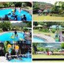 비단향꽃수 이미지