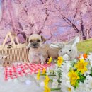 아지트 포 독 이미지